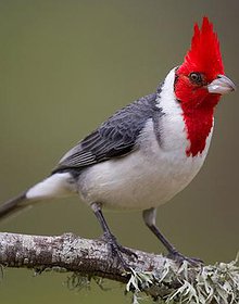 cardenal.html
