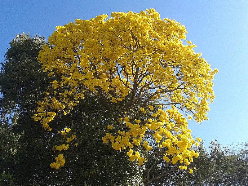 arbol.html