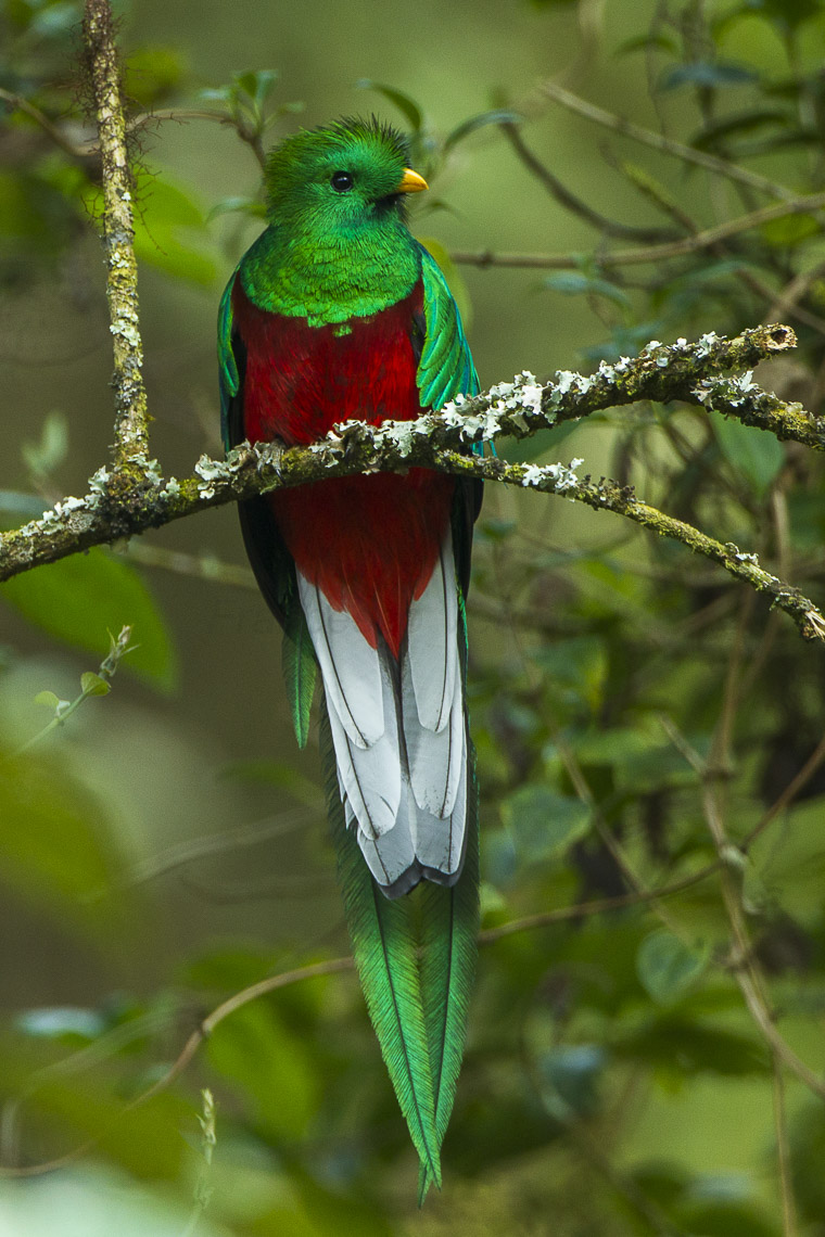quetzal.html