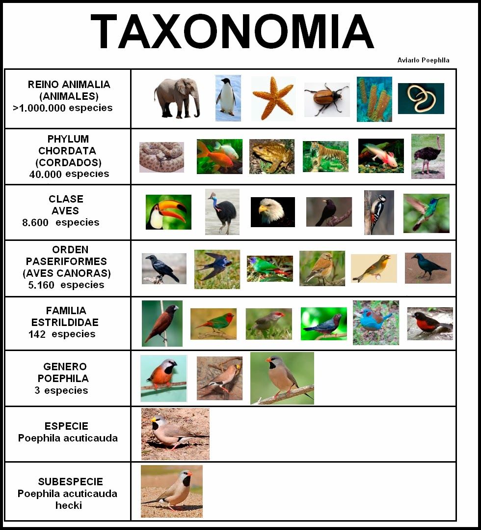 taxonomia.html